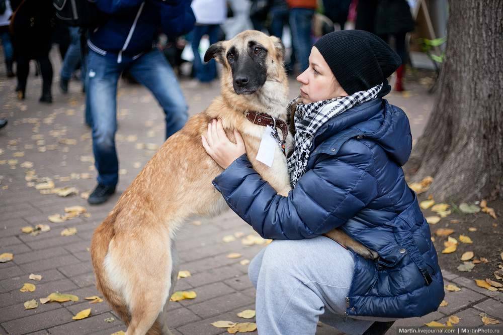 фонд защиты животных симферополь